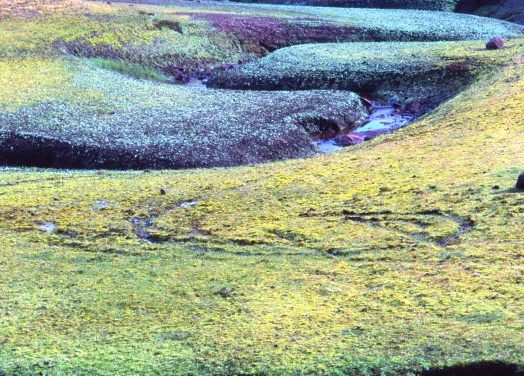 Colourful Swamp in Irish Wetland