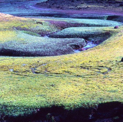 colourful swap in irish wetland