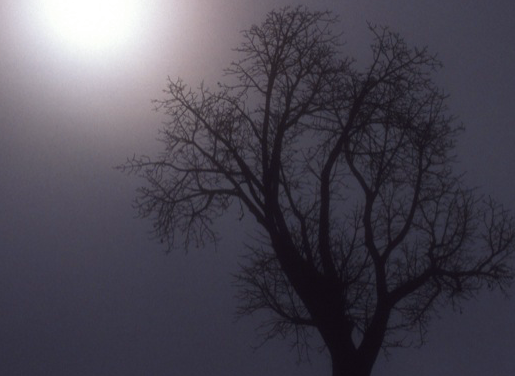 Surreal morning on the Tsiribihina River – Madagascar