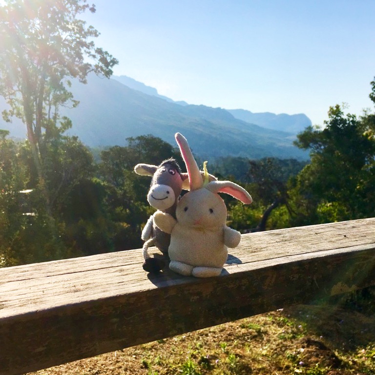 The Donkey and The Rabbit in Mulanje Mountain, Malawi