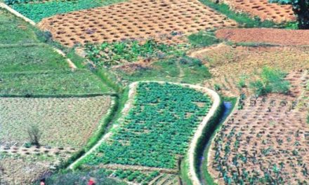Working in the fields of Madagascar