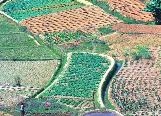 Working in the fields of Madagascar