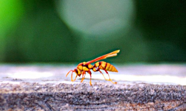 Even in the smallest things…