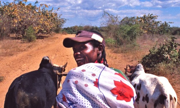 Riding a Zebu Cart in Madagascar