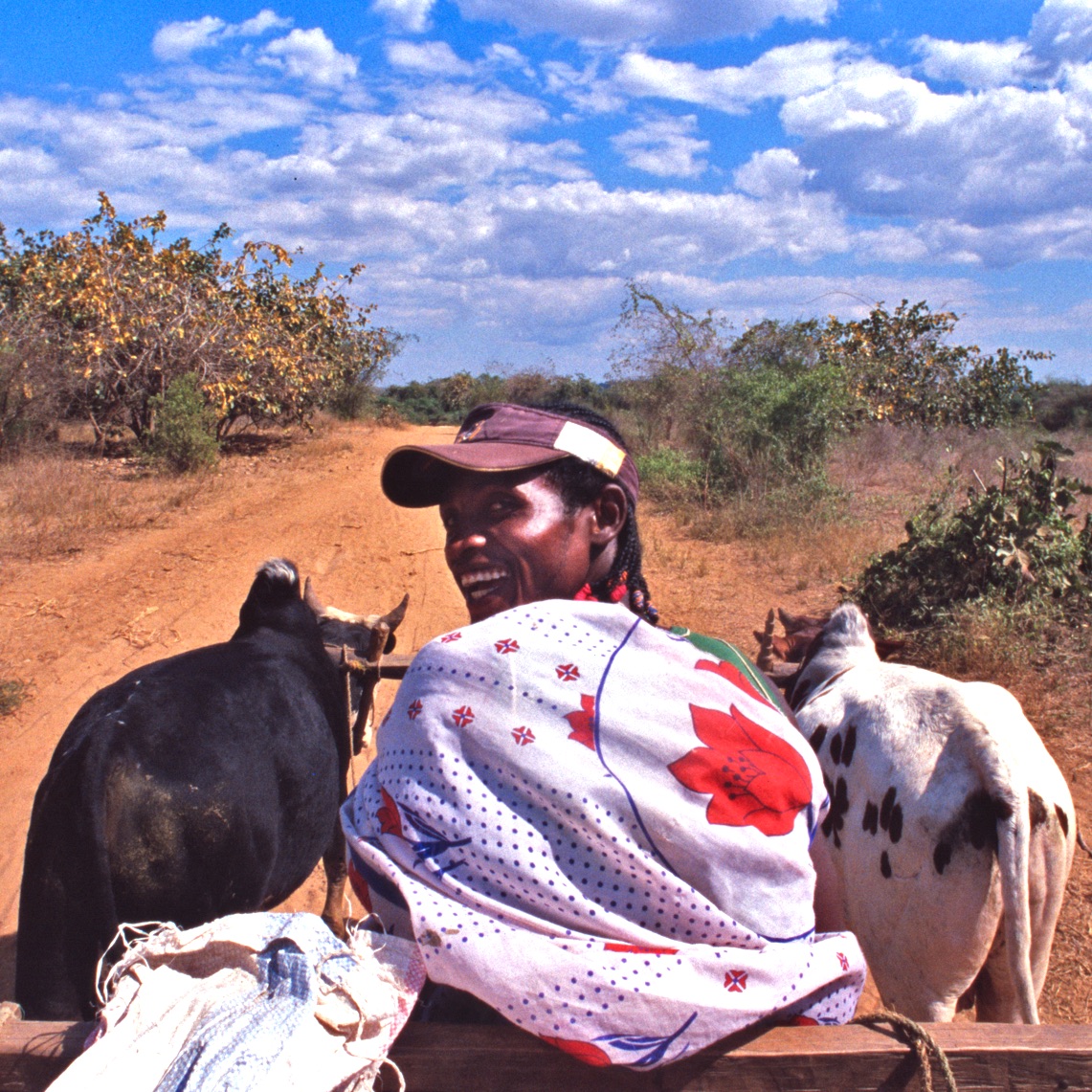 Riding an ox cart in Madagascar