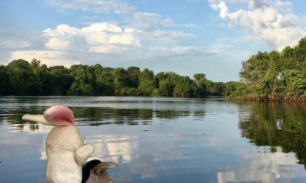 the Donkey and the Rabbit sailing the Amazon River!