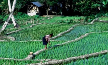 Campi di riso – Flores – Indonesia