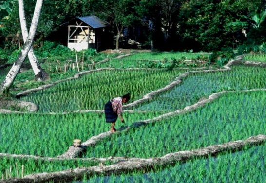 Campi di riso – Flores – Indonesia