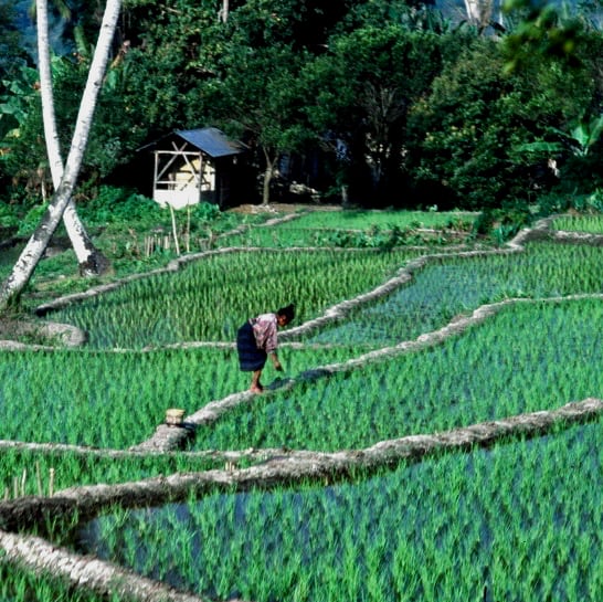 rice fields - Flores - Indonesia
