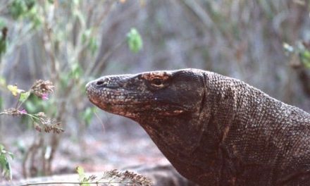I draghi di Komodo – Indonesia