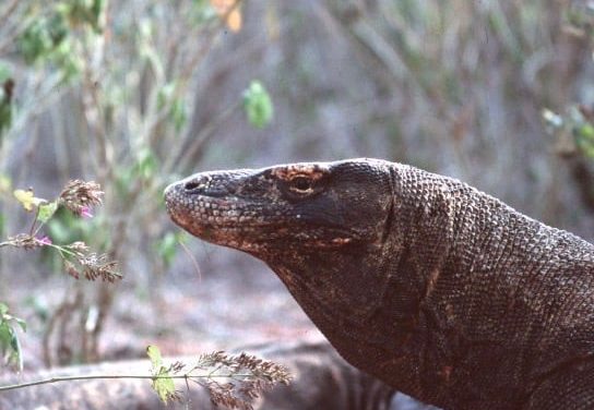 I draghi di Komodo – Indonesia