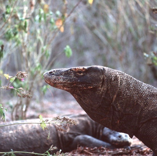 Komodo's dragon - Indonesia