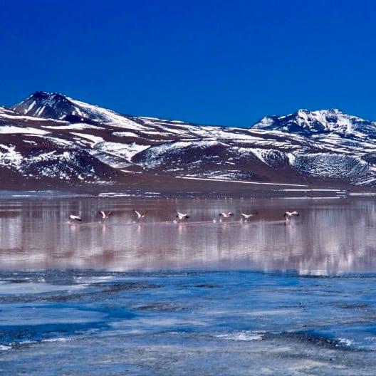 Laguna-Colorada-Bolivia