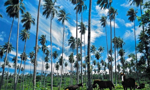 Sava’i Island – Samoa