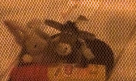 The Donkey and the Rabbit are terrified by the mosquitoes of the Amazon River!