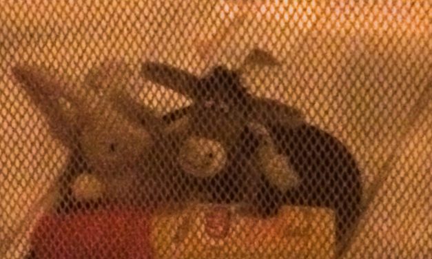 The Donkey and the Rabbit are terrified by the mosquitoes of the Amazon River!