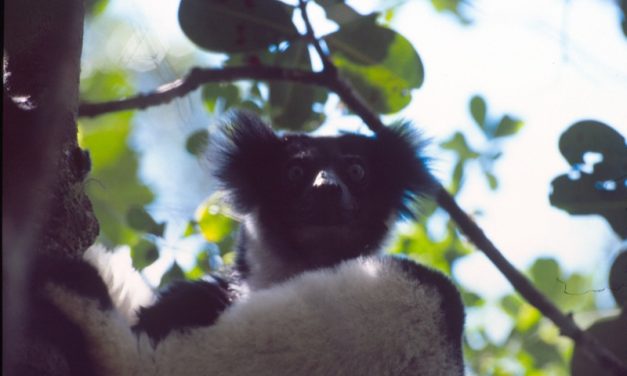 Indri Indri chant – Andasibe Madagascar