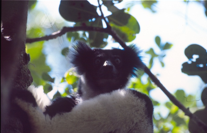 Indri Indri Madagascar