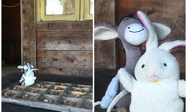 The Donkey and the Rabbit plays a strange game on top of Malawi Mountains